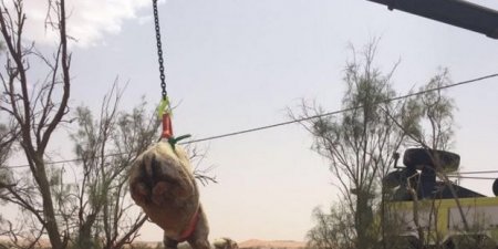بالصور.. إنقاذ «جمل» سقط في خزان أرضي بالمزاحمية