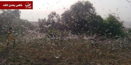الجراد تهاجم مزارع يرامس جنوب اليمن و مناشدة للحكومة بالتدخل العاجل
