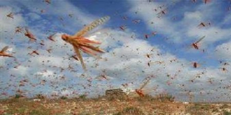 اليمن تواجه غزواً من الجراد يهدد بتدمير انتاجه الغذائي