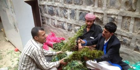 اخبار اليمن اليوم مباشر عاجل لن تتخيل كم ينفق اليمنيون سنوياً على القات ؟
