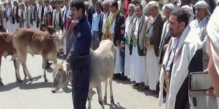 ثلاثة أثوار ثمن 7 مواطنين قتلتهم ميليشيا الحوثي في النادرة بمحافظة إب
