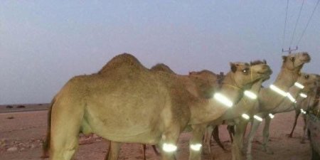مواطن يقترح وضع ملصقات ضوئية على الإبل للحد من الحوادث.. والمرور يتفاعل