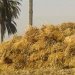 الحكومة: توريد 1.6 مليون طن قمح محلى حتى الساعات الأولى من صباح اليوم