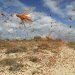 المصدر اون لاين عاجل اليمن تواجه غزواً من الجراد يهدد بتدمير انتاجه الغذائي